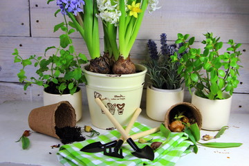 цветочная рассада на столе с садовыми инструментами
