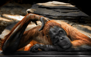 sad brooding big ginger orangutan behind glass at the zoo looking into the lens © oksanamedvedeva