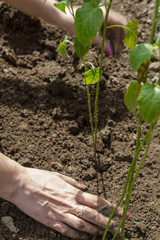 Woman pushes the pepper in the spring
