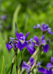 Purple Bearded Iris in Green Garden
