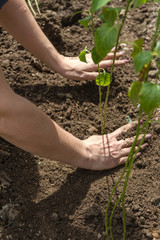 A woman's hand smoothes the ground near the seedling