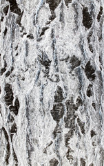 Birch bark background