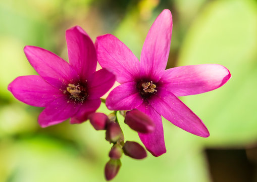 Ixia Duo