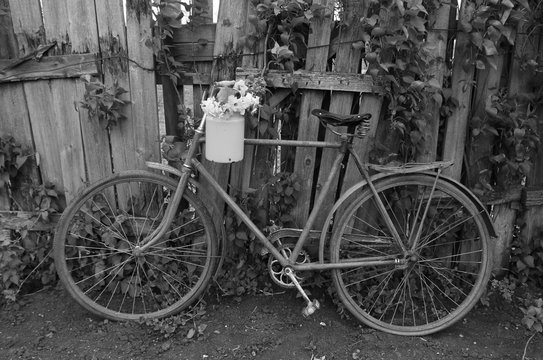 Rural landscape. Old bicycle and flowers. black and white photo