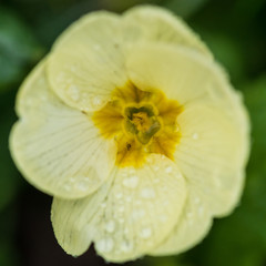 Common Primrose