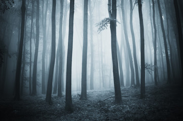 fantasy forest dark background with trees in fog