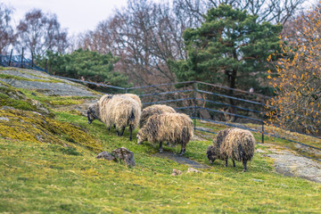 Naklejka premium Gothenburg, Sweden - April 15, 2017: Sheep in Slottskogen park in Gothenburg, Sweden