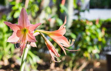 Hippeastrum johnsonii Bury flower in garden,selective focus.
