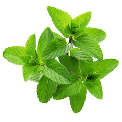 yerba buena, hierba buena, mojito mint, cuban mint