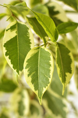 Benjamin ficus green leaves of houseplant