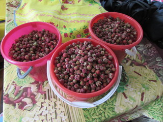 ягоды. ягода.