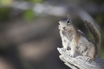 Brown Squirrel