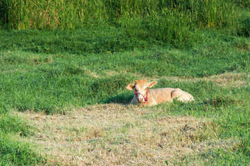 Single cow in meadow,selective focus.