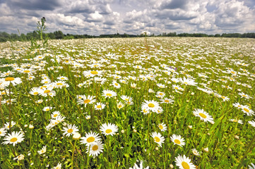 The meadow of daisies