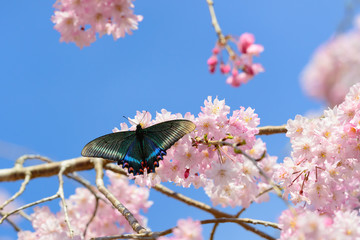桜