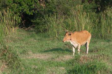Single cow in meadow,selective focus.