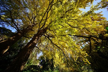 イチョウの黄葉