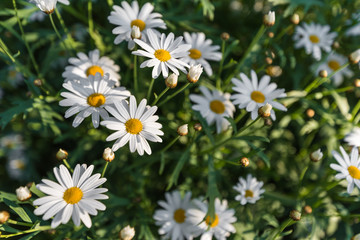 Top view of white daisy flower.