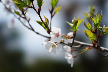 桜の花　STFレンズ