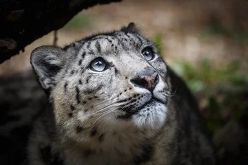 Wandcirkels tuinposter Face portrait of snow leopard - Irbis (Panthera uncia) © Lubos Chlubny