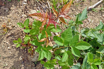 Essigbaum - Rhus hirta