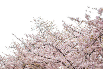 Sakura blossom blooming on tree branch