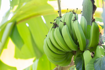 Green Raw Bananas. Young green banana on tree. Unripe bananas close up. © rusticfoto