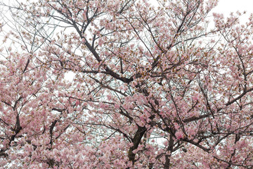 Sakura blossom blooming on tree branch