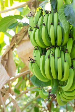 many green bananas. Young green banana on tree. Unripe bananas close up.