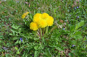 Löwenzahn, gelbe Blumen