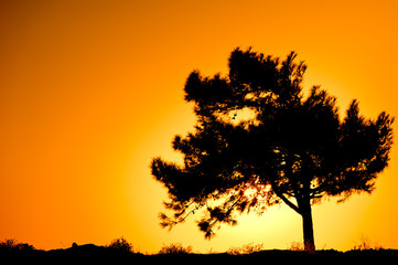 Fototapeta na wymiar Single tree silhouette against sunrise