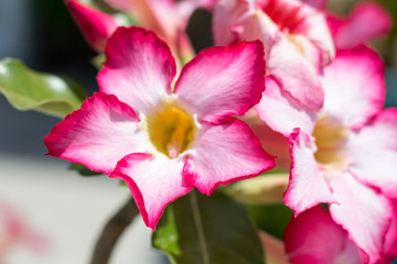 Soft focus of Red Flowers,Azalea flowers. Red Flowers. natural flowers Azalea flowers. Impala Lily or Desert Rose or Mock Azalea, beautiful pink flower in garden.