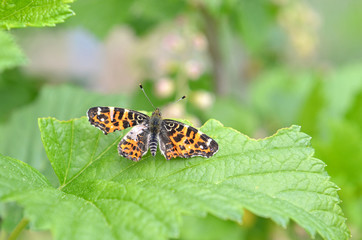 Bunter Schmetterling