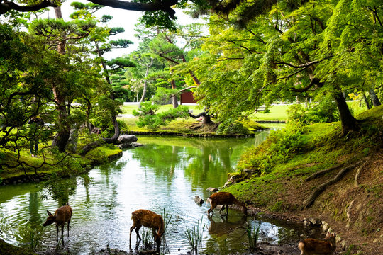 Deers In Nara Japan