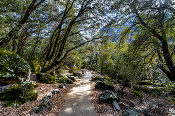 Hiking trail in the woods - Yosemite National Park, California, USA