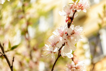 The blossoming acacia branch.