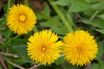 Three yellow dandelion flower among fresh green grass field. Shallow depth of focus, one blossom on focus. Spring concept. 