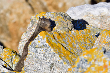 California ground squirrel