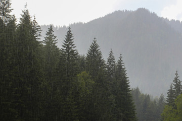 Landscape  of the forest and mountains with rain