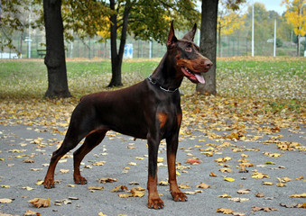 Brown doberman pincher on autumn background.