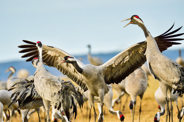 Eurasian crane