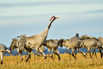 Eurasian crane