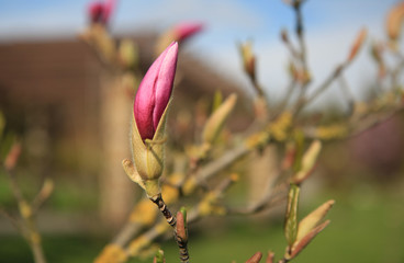 Bud of pink magnolia in spring