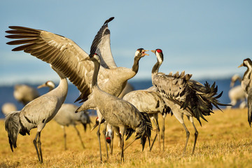 Eurasian crane