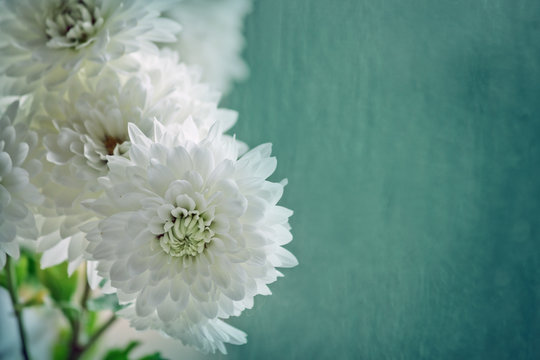turquoise blurred background with a border of white autumn chrysanthemums closeup and space for text
