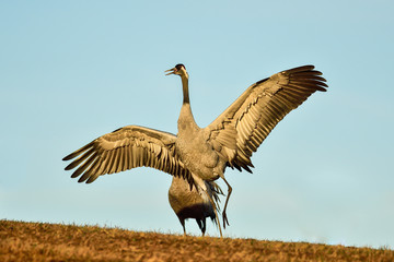 Eurasian crane