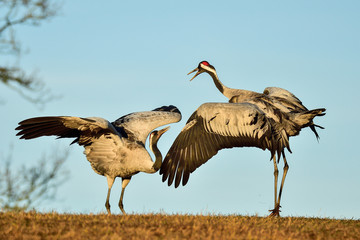 Fototapeta premium Eurasian crane