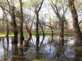 Trees in the water during spring floods in the Danube River