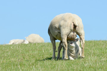 Sheep suckling lamb on pasture