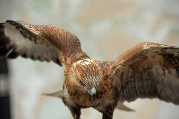 Close-up Bird Portrait Saker Falcon, Falco cherrug